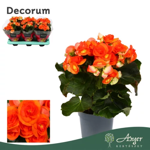 Begonia 'Reina' - begónia - narancssárga - 32 cm - 13 cm-es cserépben