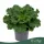 Brassica oleracea - díszkáposzta - fodros, fehér - 20 cm - 10,5 cm-es cserépben