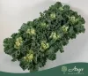 Brassica oleracea - díszkáposzta - fodros, fehér - 20 cm - 10,5 cm-es cserépben