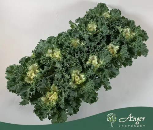 Brassica oleracea - díszkáposzta - fodros, fehér - 20 cm - 10,5 cm-es cserépben