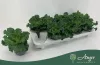 Brassica oleracea - díszkáposzta - fodros, fehér - 20 cm - 10,5 cm-es cserépben