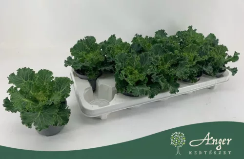 Brassica oleracea - díszkáposzta - fodros, fehér - 20 cm - 10,5 cm-es cserépben