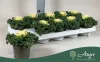 Brassica oleracea - díszkáposzta - fodros, fehér - 20 cm - 10,5 cm-es cserépben