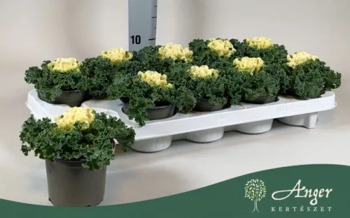 Brassica oleracea - díszkáposzta - fodros, fehér - 20 cm - 10,5 cm-es cserépben