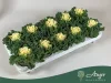 Brassica oleracea - díszkáposzta - fodros, fehér - 20 cm - 10,5 cm-es cserépben