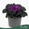 Brassica oleracea - díszkáposzta - fodros, piros - 20 cm - 10,5 cm-es cserépben