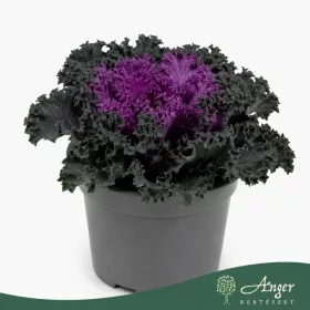   Brassica oleracea - díszkáposzta - fodros, piros - 20 cm - 10,5 cm-es cserépben