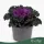 Brassica oleracea - díszkáposzta - fodros, piros - 20 cm - 10,5 cm-es cserépben