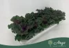 Brassica oleracea - díszkáposzta - fodros, piros - 20 cm - 10,5 cm-es cserépben