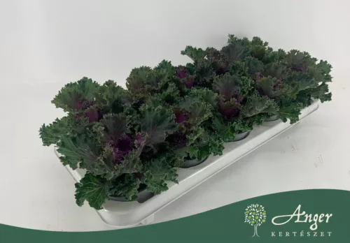Brassica oleracea - díszkáposzta - fodros, piros - 20 cm - 10,5 cm-es cserépben
