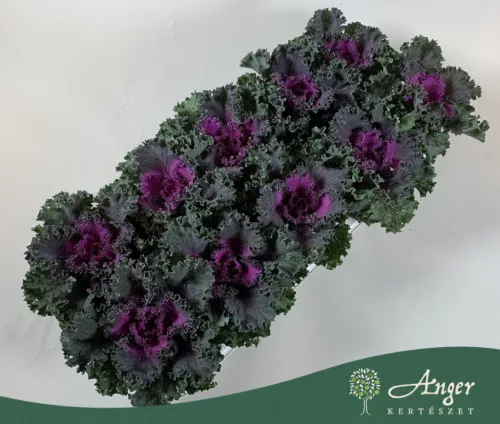 Brassica oleracea - díszkáposzta - fodros, piros - 20 cm - 10,5 cm-es cserépben
