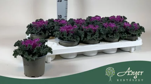 Brassica oleracea - díszkáposzta - fodros, piros - 20 cm - 10,5 cm-es cserépben