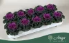 Brassica oleracea - díszkáposzta - fodros, piros - 20 cm - 10,5 cm-es cserépben
