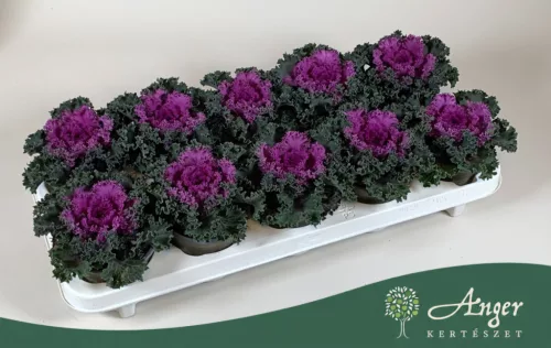 Brassica oleracea - díszkáposzta - fodros, piros - 20 cm - 10,5 cm-es cserépben