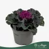 Brassica oleracea - díszkáposzta - sima levelű, piros - 20 cm - 10,5 cm-es cserépben