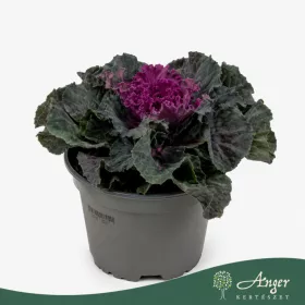   Brassica oleracea - díszkáposzta - sima levelű, piros - 20 cm - 10,5 cm-es cserépben