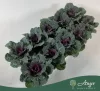Brassica oleracea - díszkáposzta - sima levelű, piros - 20 cm - 10,5 cm-es cserépben