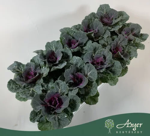 Brassica oleracea - díszkáposzta - sima levelű, piros - 20 cm - 10,5 cm-es cserépben
