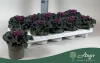 Brassica oleracea - díszkáposzta - sima levelű, piros - 20 cm - 10,5 cm-es cserépben