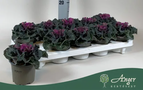 Brassica oleracea - díszkáposzta - sima levelű, piros - 20 cm - 10,5 cm-es cserépben