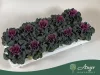 Brassica oleracea - díszkáposzta - sima levelű, piros - 20 cm - 10,5 cm-es cserépben