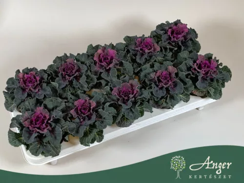 Brassica oleracea - díszkáposzta - sima levelű, piros - 20 cm - 10,5 cm-es cserépben