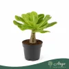 Brighamia insignis - hawaii pálma - 35 cm - 12 cm-es cserépben