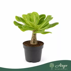   Brighamia insignis - hawaii pálma - 35 cm - 12 cm-es cserépben