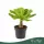 Brighamia insignis - hawaii pálma - 35 cm - 12 cm-es cserépben