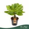Brighamia insignis - hawaii pálma - 35 cm - 12 cm-es cserépben