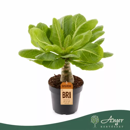 Brighamia insignis - hawaii pálma - 35 cm - 12 cm-es cserépben