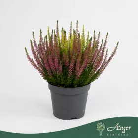   Calluna vulgaris 'Ladies Twins' (Beauty-Ladies) - csarab - kétszínű - 40 cm - 15 cm-es cserépben