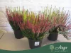 Calluna vulgaris 'Ladies Twins' (Beauty-Ladies) - csarab - kétszínű - 40 cm - 15 cm-es cserépben