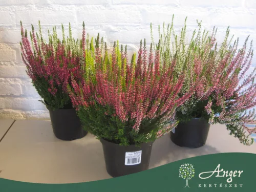 Calluna vulgaris 'Ladies Twins' (Beauty-Ladies) - csarab - kétszínű - 40 cm - 15 cm-es cserépben