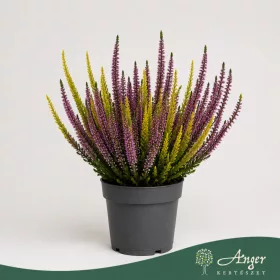  Calluna vulgaris 'Ladies Twins' (Beauty-Ladies) - csarab - lila-sárga - 26 cm - 10,5 cm-es cserépben