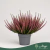 Calluna vulgaris 'Sela' (Beauty Ladies) - csarab - rózsaszín - 25 cm - 10,5 cm-es cserépben