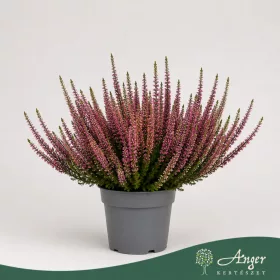   Calluna vulgaris 'Sela' (Beauty Ladies) - csarab - rózsaszín - 25 cm - 10,5 cm-es cserépben