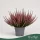 Calluna vulgaris 'Sela' (Beauty Ladies) - csarab - rózsaszín - 25 cm - 10,5 cm-es cserépben
