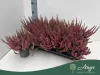 Calluna vulgaris 'Sela' (Beauty Ladies) - csarab - rózsaszín - 25 cm - 10,5 cm-es cserépben