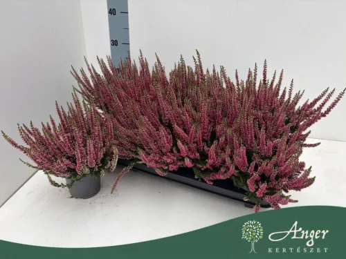 Calluna vulgaris 'Sela' (Beauty Ladies) - csarab - rózsaszín - 25 cm - 10,5 cm-es cserépben
