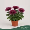 Chrysanthemum 'Anastasia' - krizantém - burgundi - 30 cm - 12 cm-es cserépben