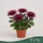 Chrysanthemum 'Anastasia' - krizantém - burgundi - 30 cm - 12 cm-es cserépben