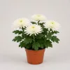 Chrysanthemum 'Anastasia' - krizantém - fehér - 30 cm - 12 cm-es cserépben