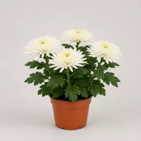   Chrysanthemum 'Anastasia' - krizantém - fehér - 30 cm - 12 cm-es cserépben