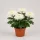 Chrysanthemum 'Anastasia' - krizantém - fehér - 30 cm - 12 cm-es cserépben