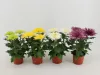 Chrysanthemum 'Anastasia' - krizantém - fehér - 30 cm - 12 cm-es cserépben