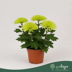   Chrysanthemum 'Anastasia' - krizantém - lime - 30 cm - 12 cm-es cserépben