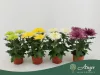 Chrysanthemum 'Anastasia' - krizantém - lime - 30 cm - 12 cm-es cserépben