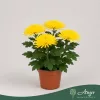 Chrysanthemum 'Anastasia' - krizantém - sárga - 30 cm - 12 cm-es cserépben