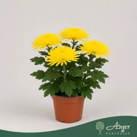   Chrysanthemum 'Anastasia' - krizantém - sárga - 30 cm - 12 cm-es cserépben